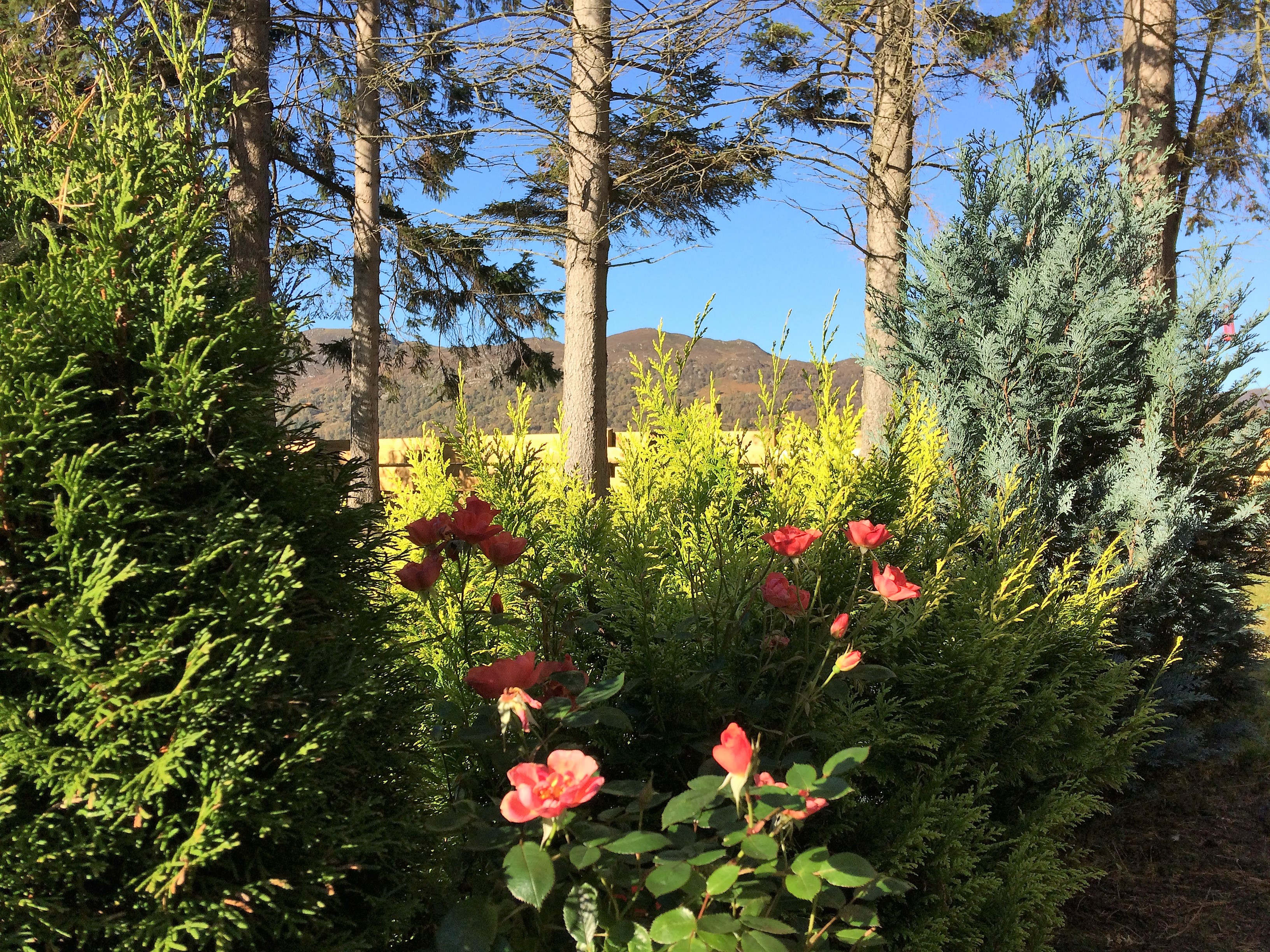 Steading 5 roses in summer